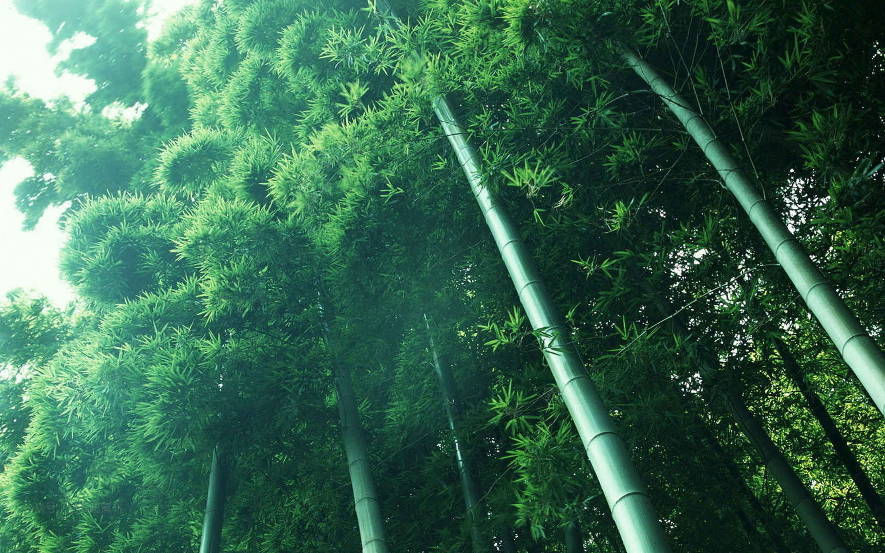 仰视森林竹子树木绿色高清电脑壁纸图片