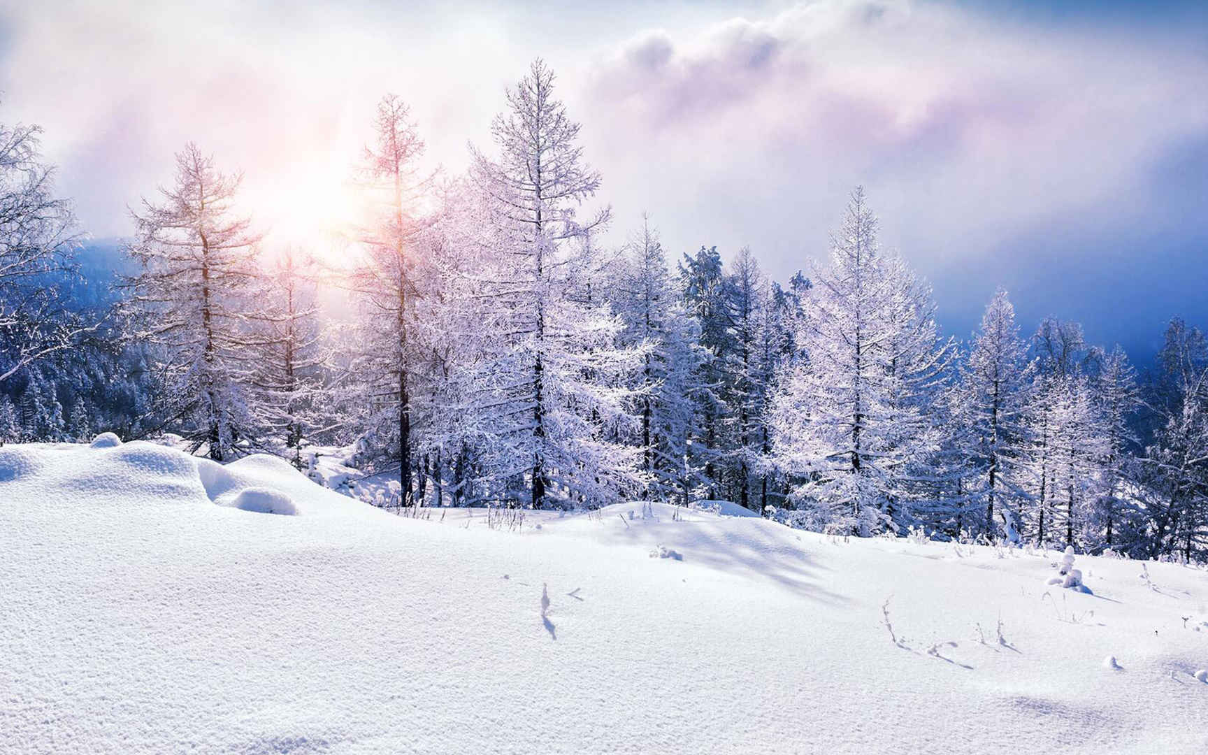 冬天里的树木雪景落日电脑壁纸