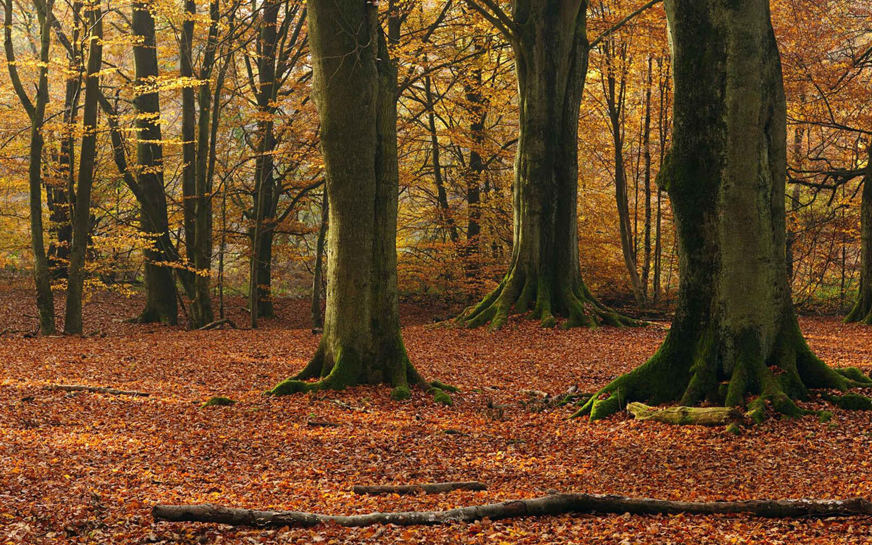 秋天里满地落叶的森林电脑壁纸