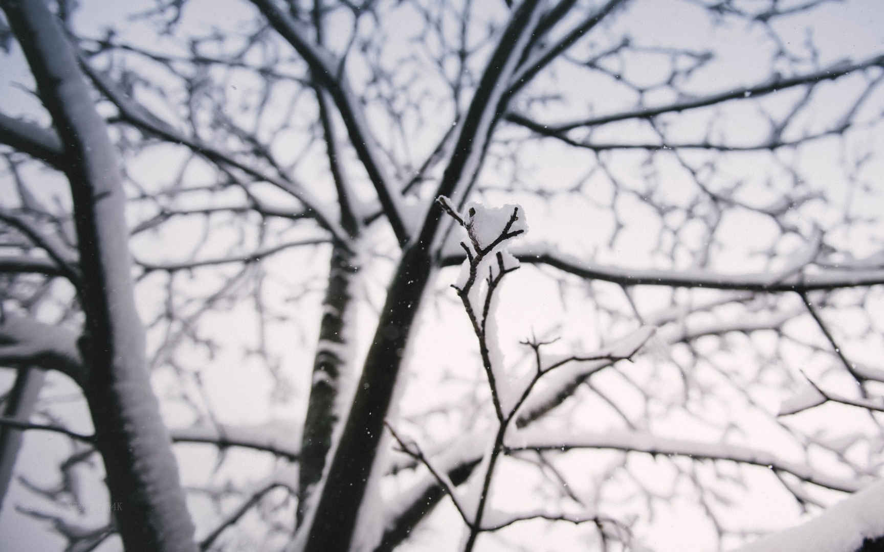 冬天户外落满雪的树木电脑壁纸图片