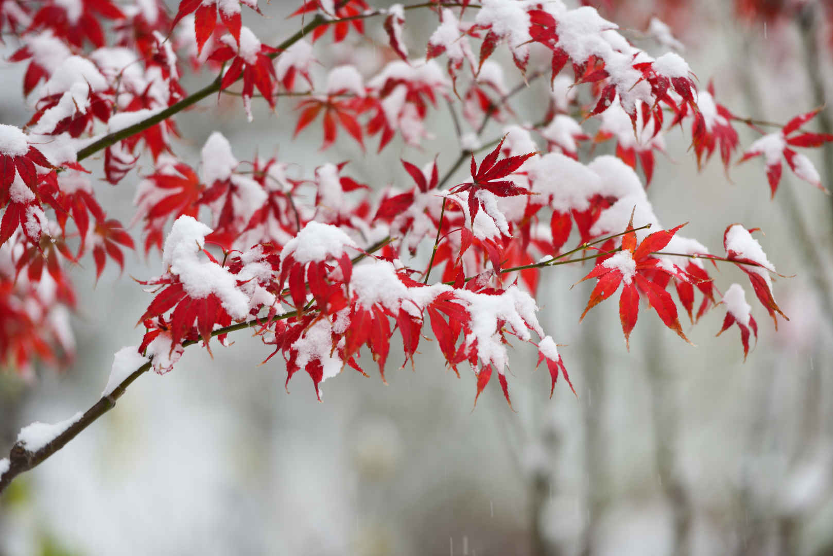 红枫叶挂满雪唯美6K壁纸-
