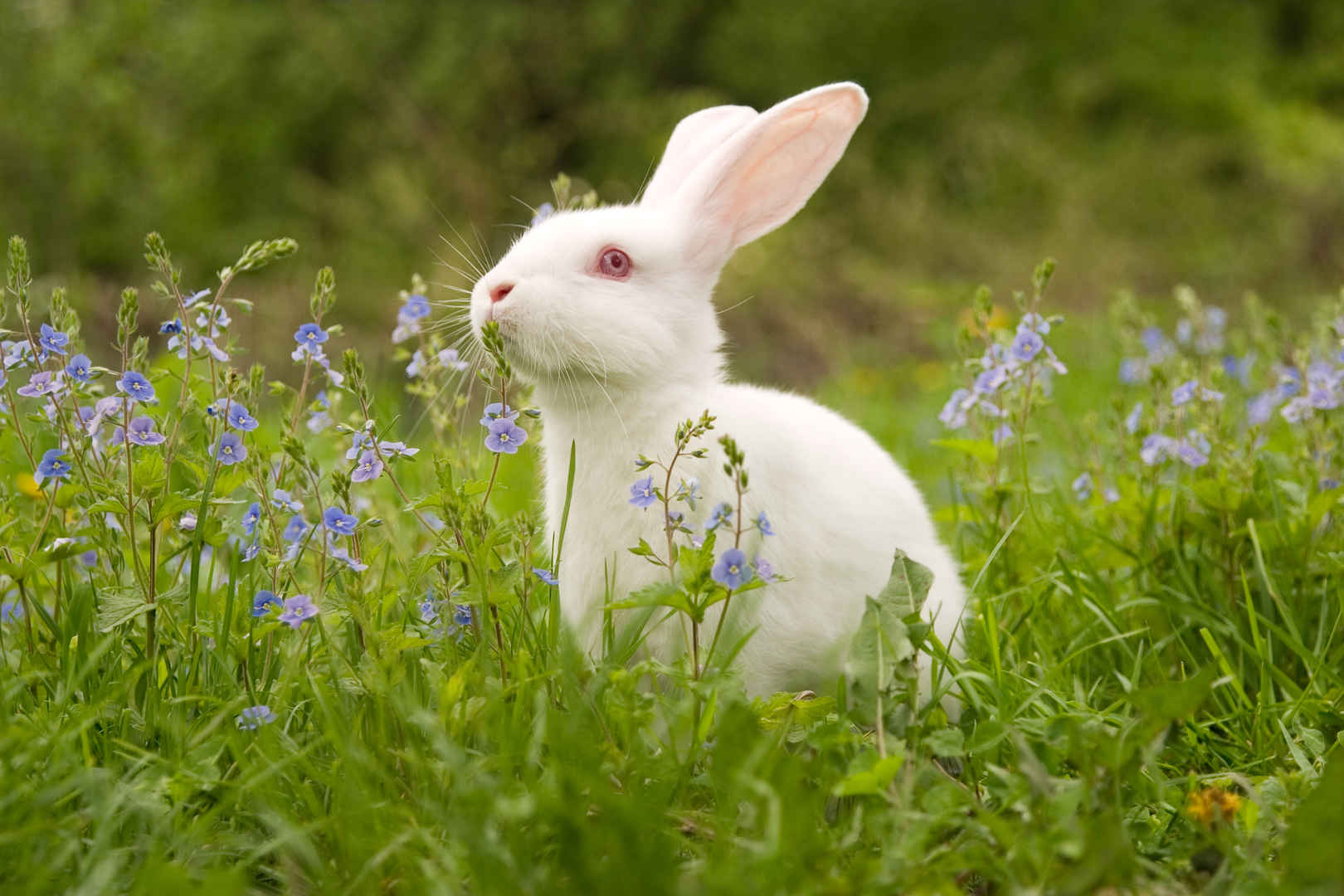 可爱白兔子图片