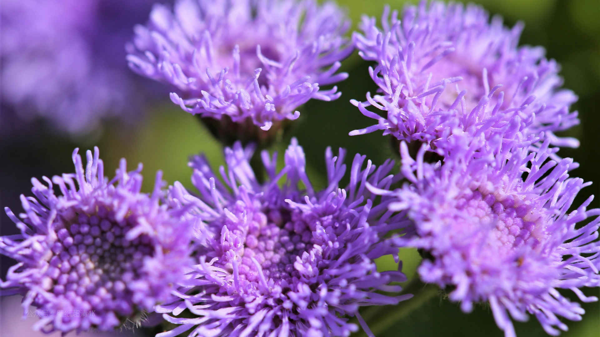 开花的藿香蓟浅紫色可爱壁纸-
