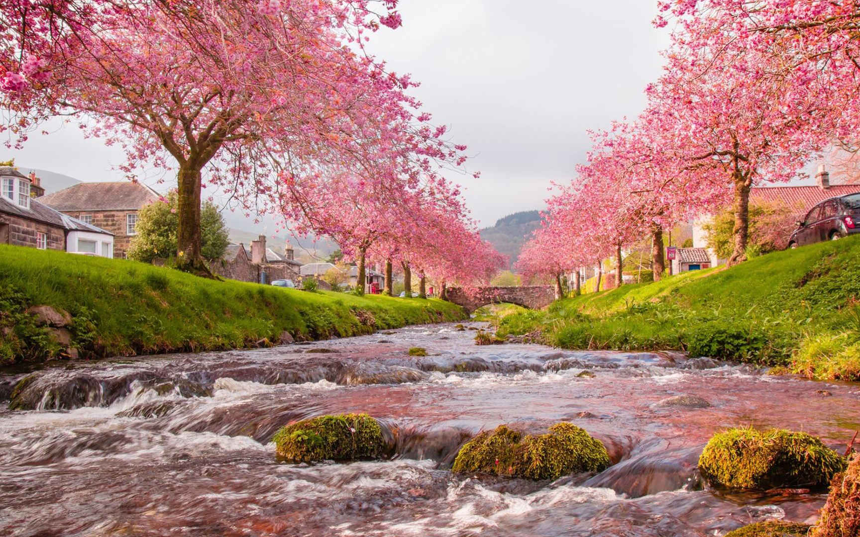 小河旁唯美盛开的樱花电脑壁纸