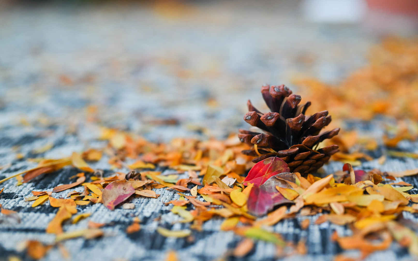 秋天自然落下的树叶高清风景壁纸图片
