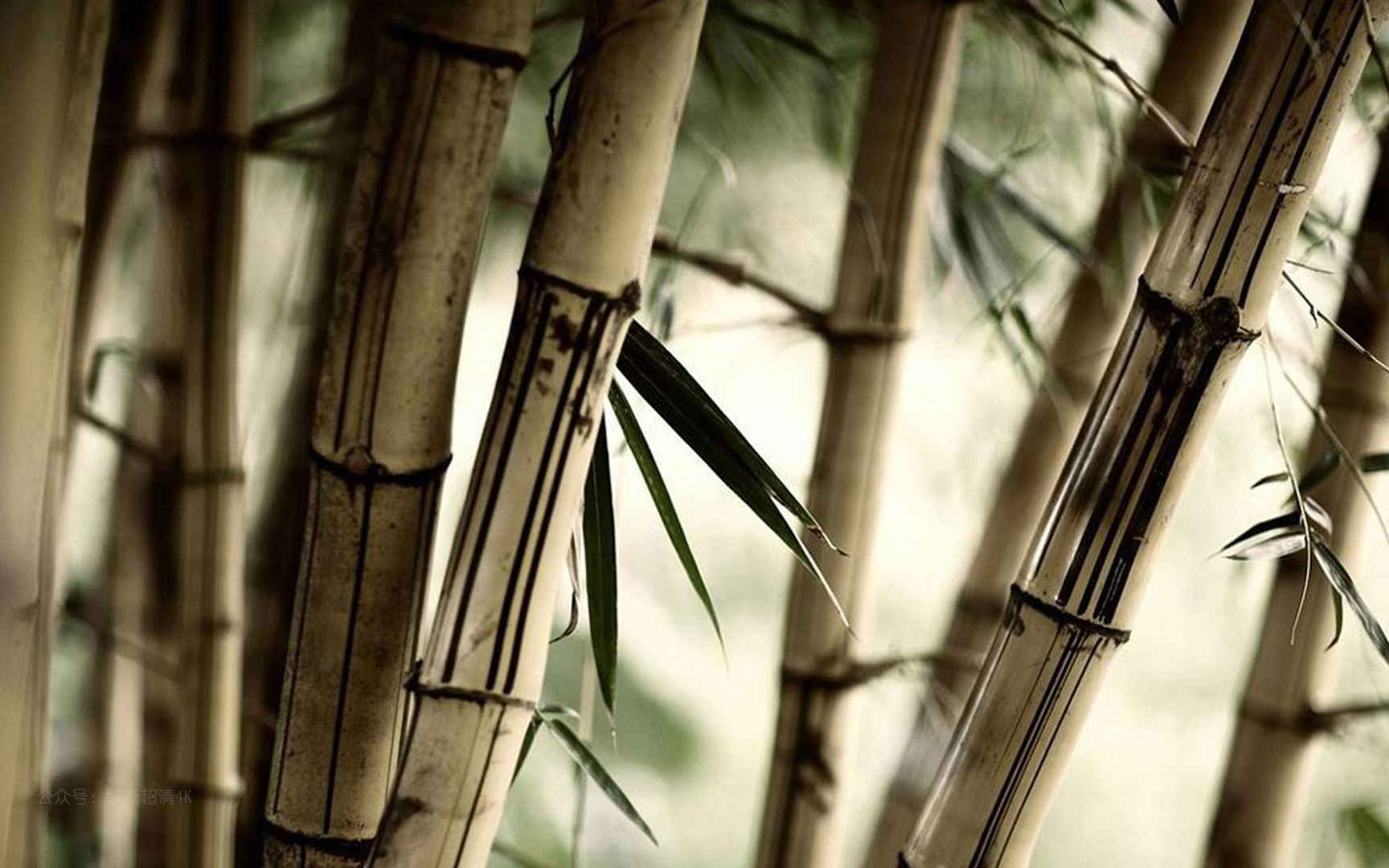 自然植物竹子高清电脑壁纸图片