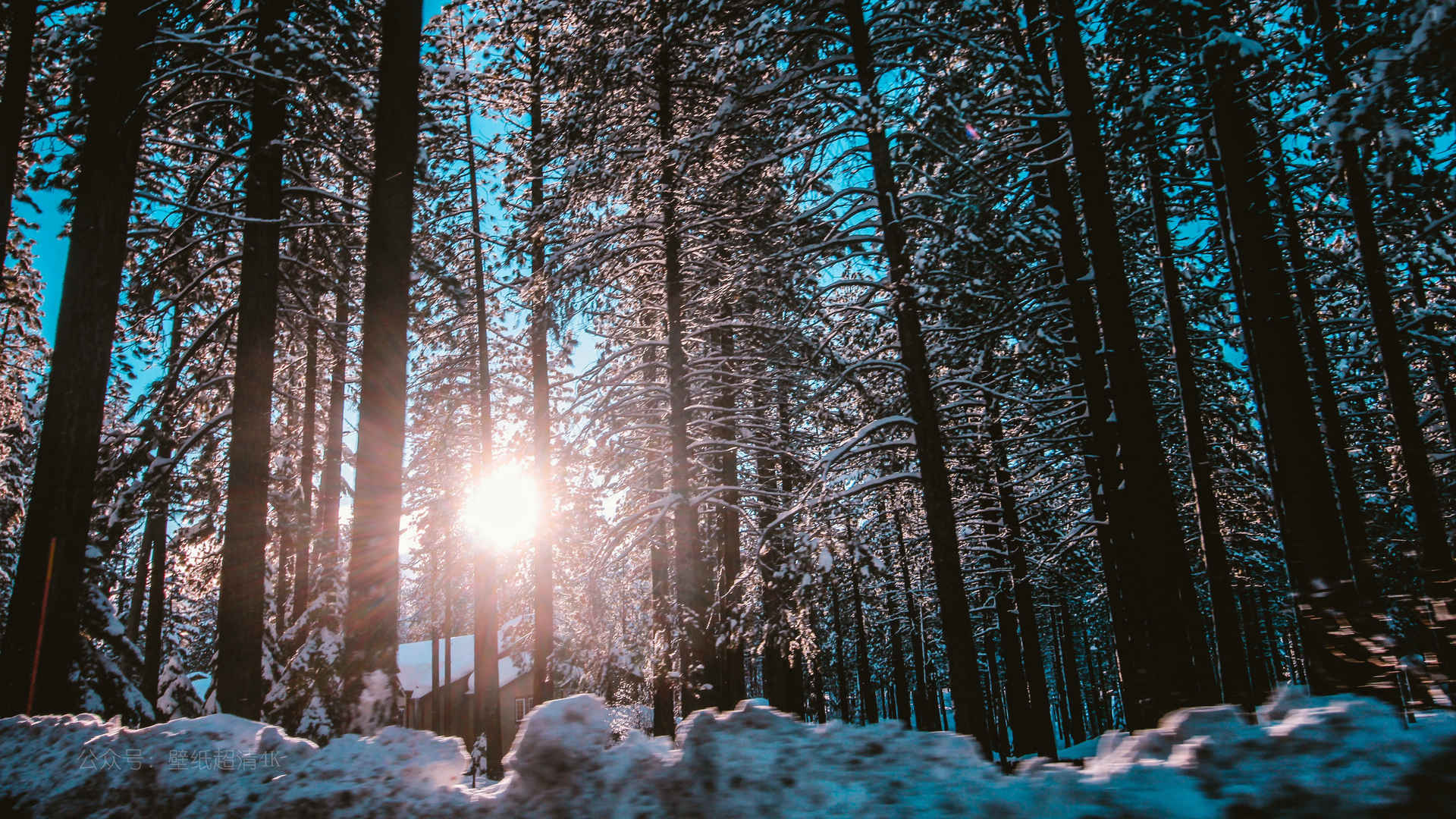 唯美的冬季森林雪景图片