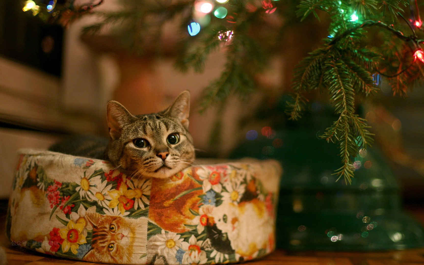 圣诞节萌宠猫咪高清电脑壁纸图片