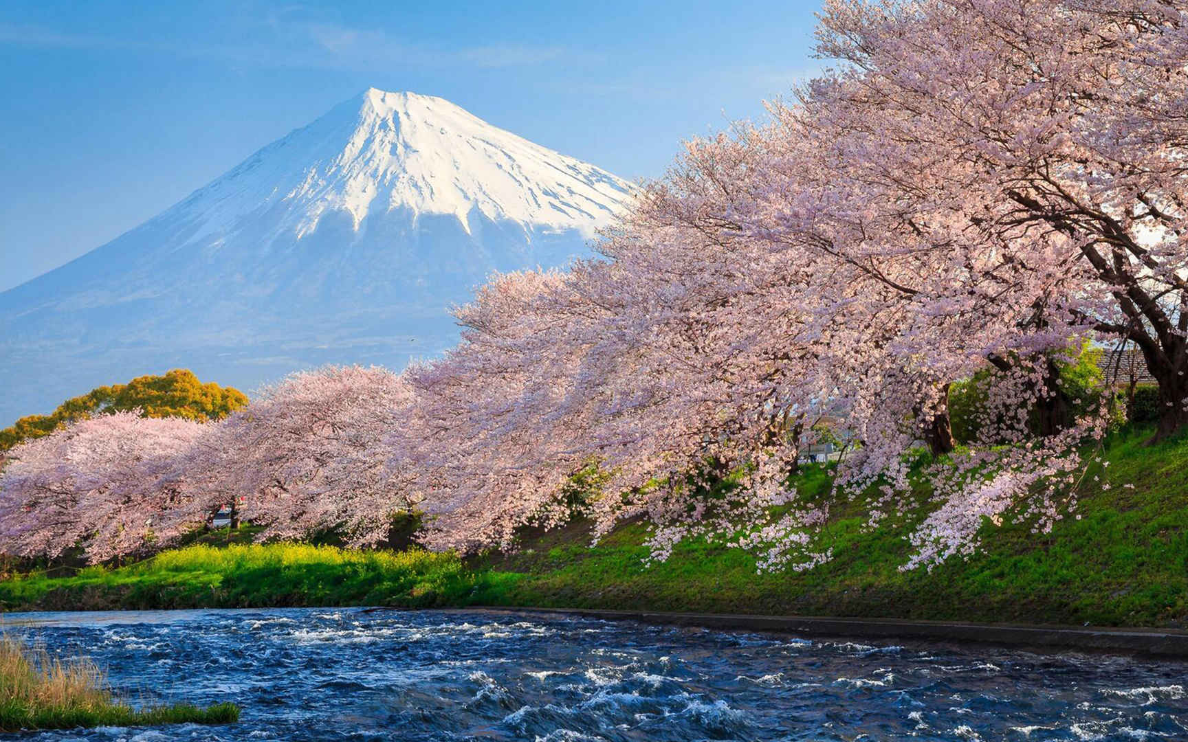 日本的富士山樱花盛开电脑壁纸