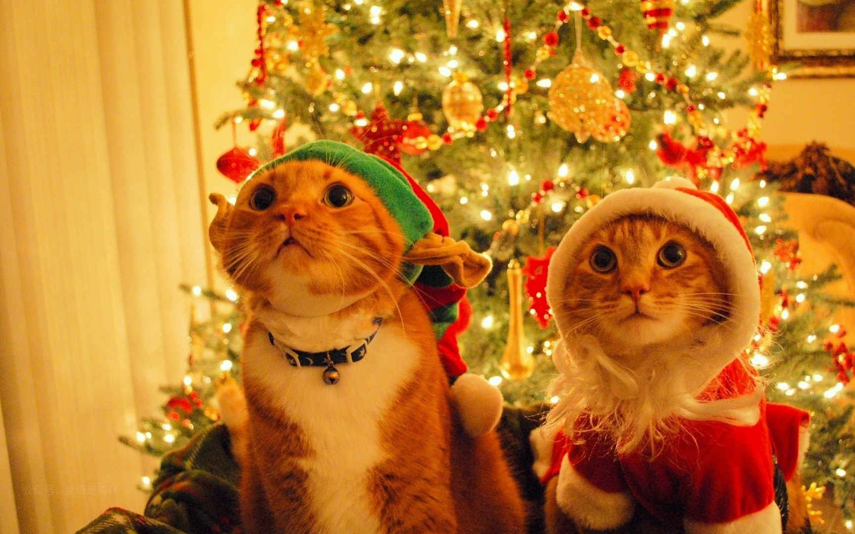 两只喜庆的猫咪圣诞节电脑壁纸图片