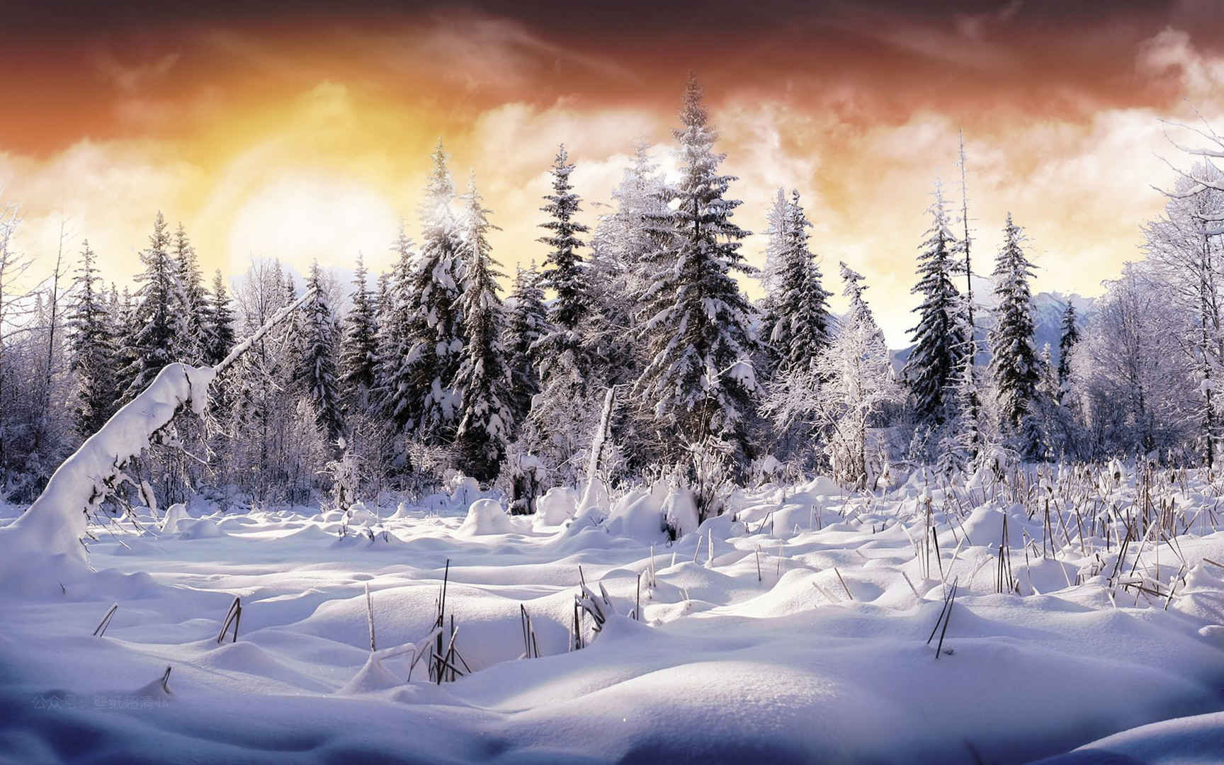 冬天大雪过后的森林高清电脑壁纸图片