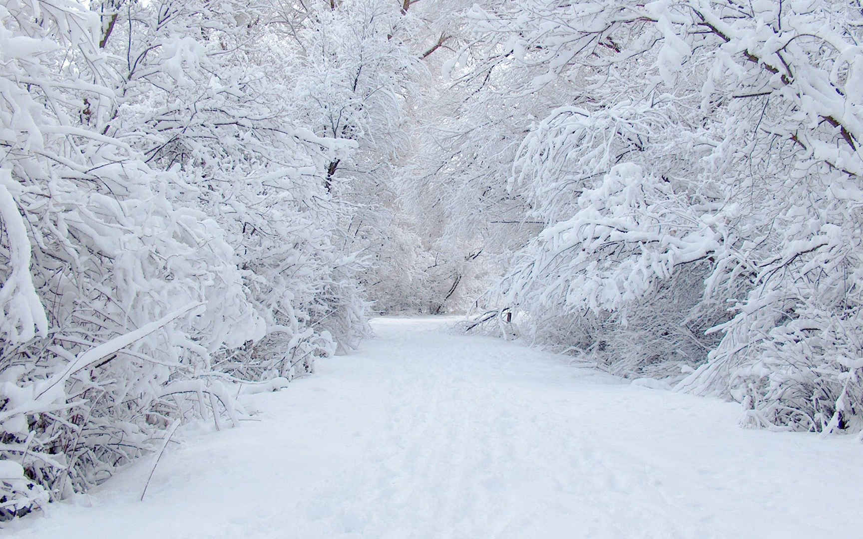冬季白茫茫的树木公路电脑壁纸图片