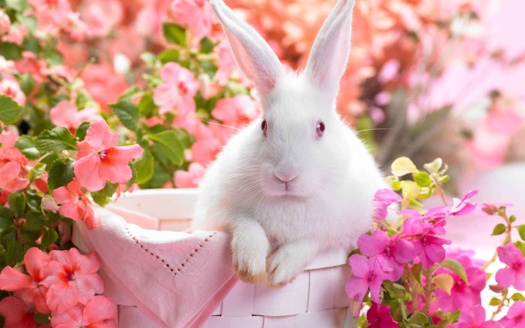 可爱唯美的小白兔高清电脑壁纸图片