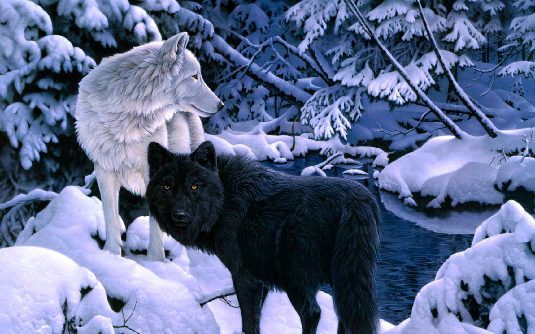雪地里的白狼和黑狼高清电脑壁纸图片