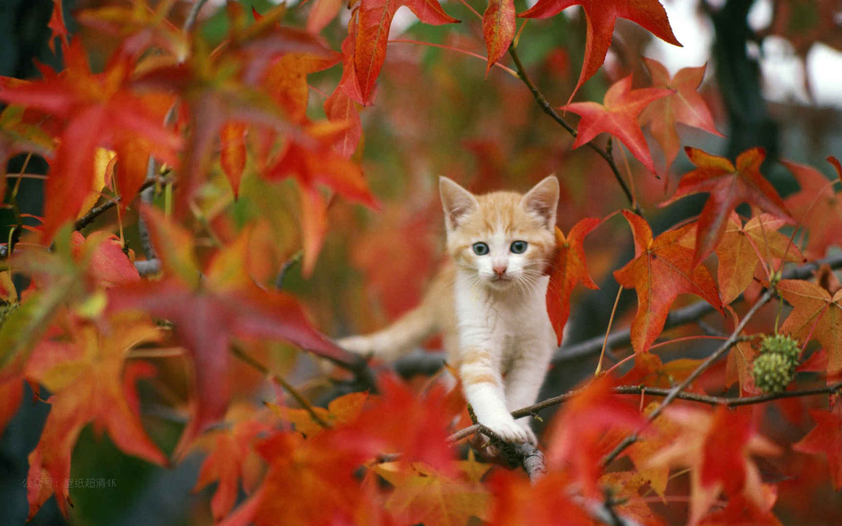 在枫叶树上玩耍的小猫咪电脑壁纸图片