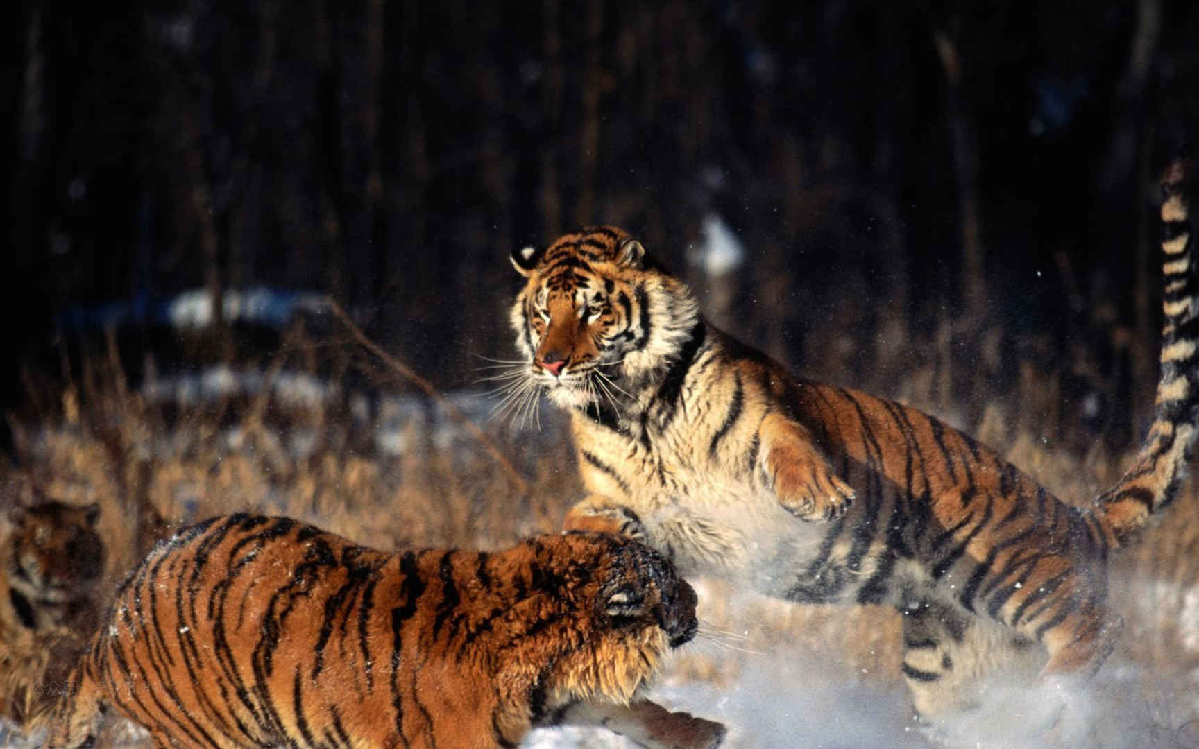 两只雪地玩耍的老虎高清电脑壁纸图片