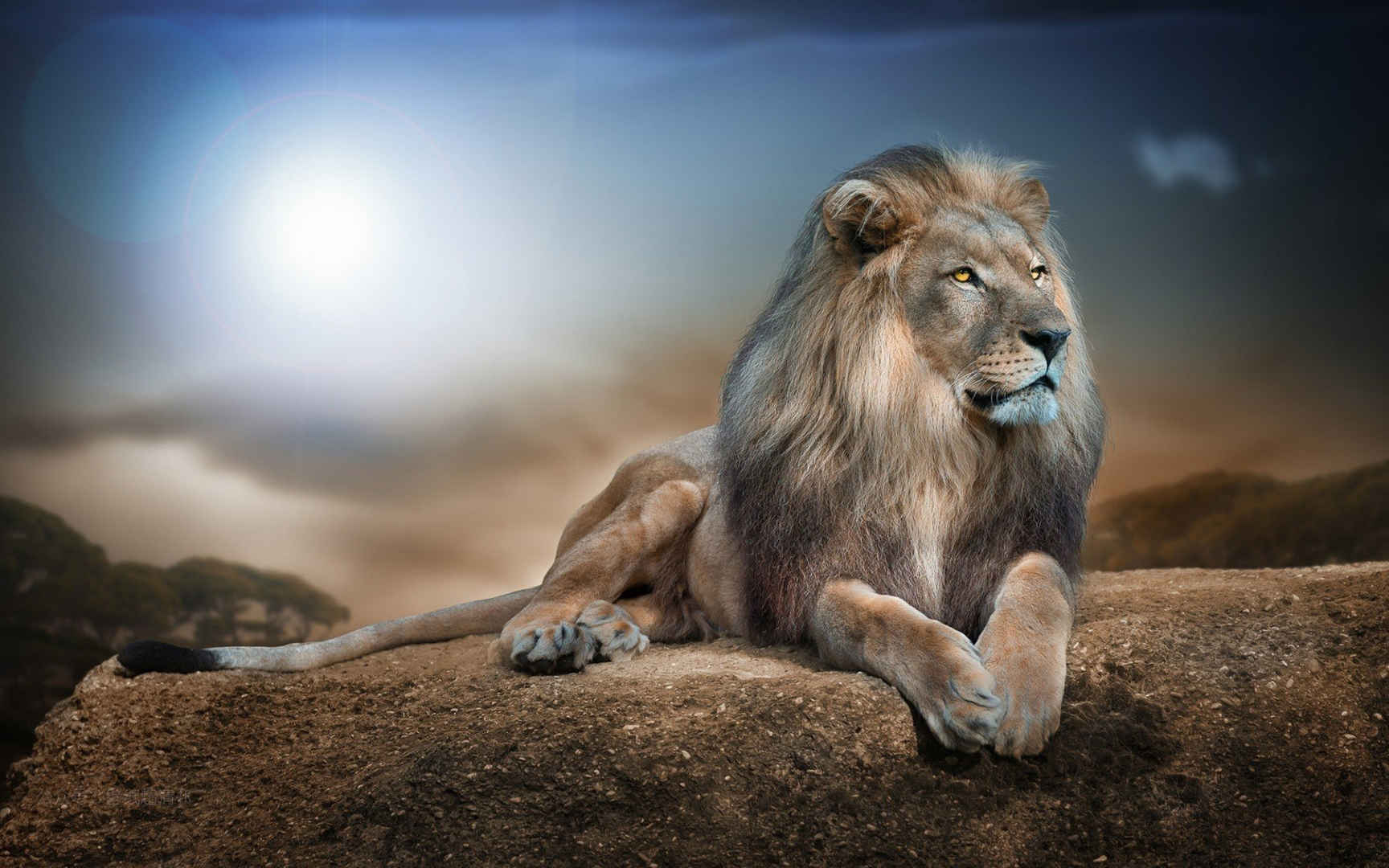 石头上趴着远望的狮子高清壁纸图片
