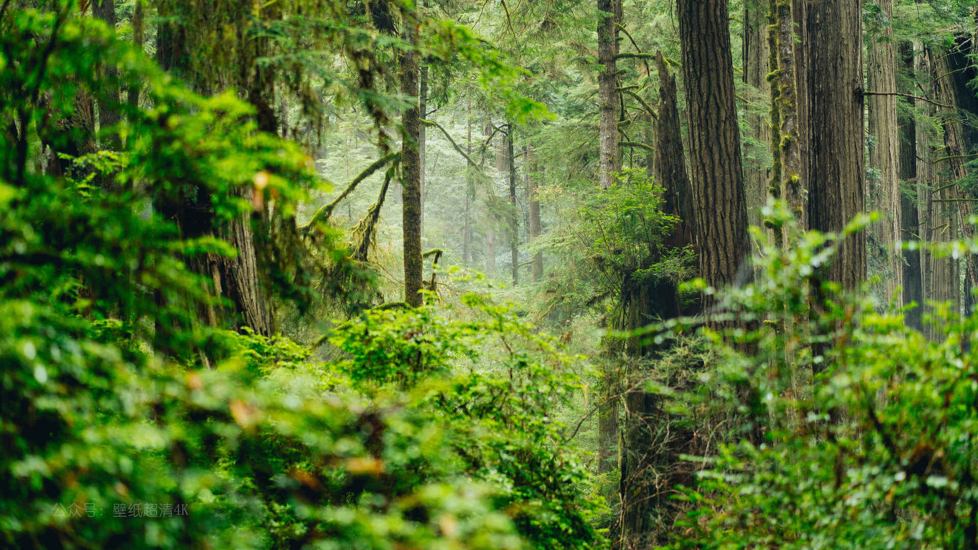 森林静谧优美风景图片壁纸