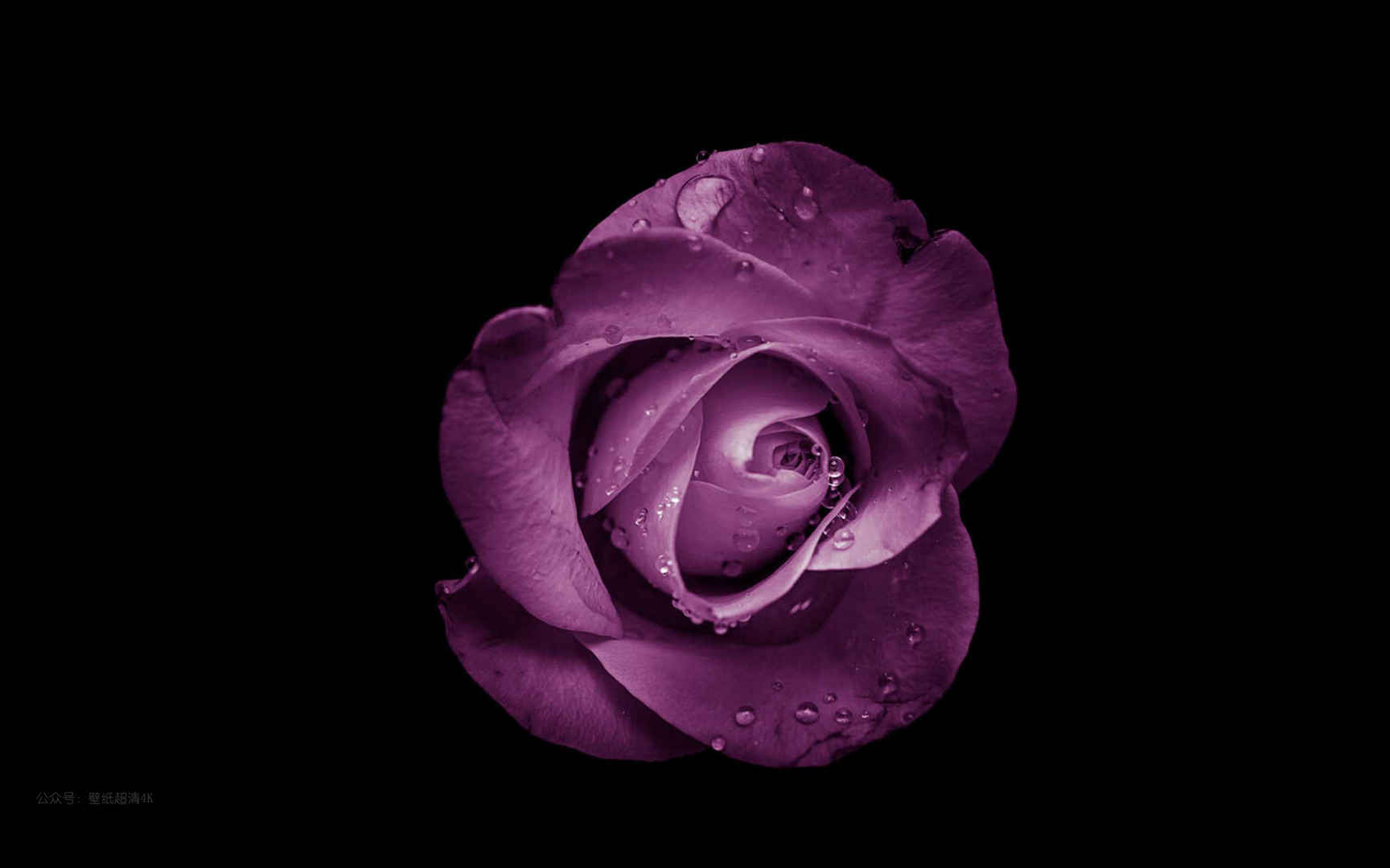 带露珠的紫色玫瑰高清电脑壁纸