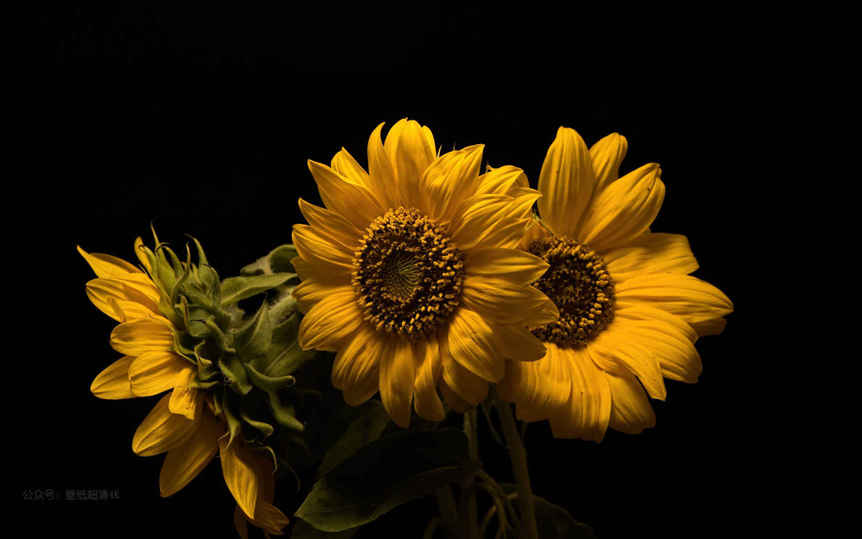 黄色的花朵向日葵高清桌面壁纸图片