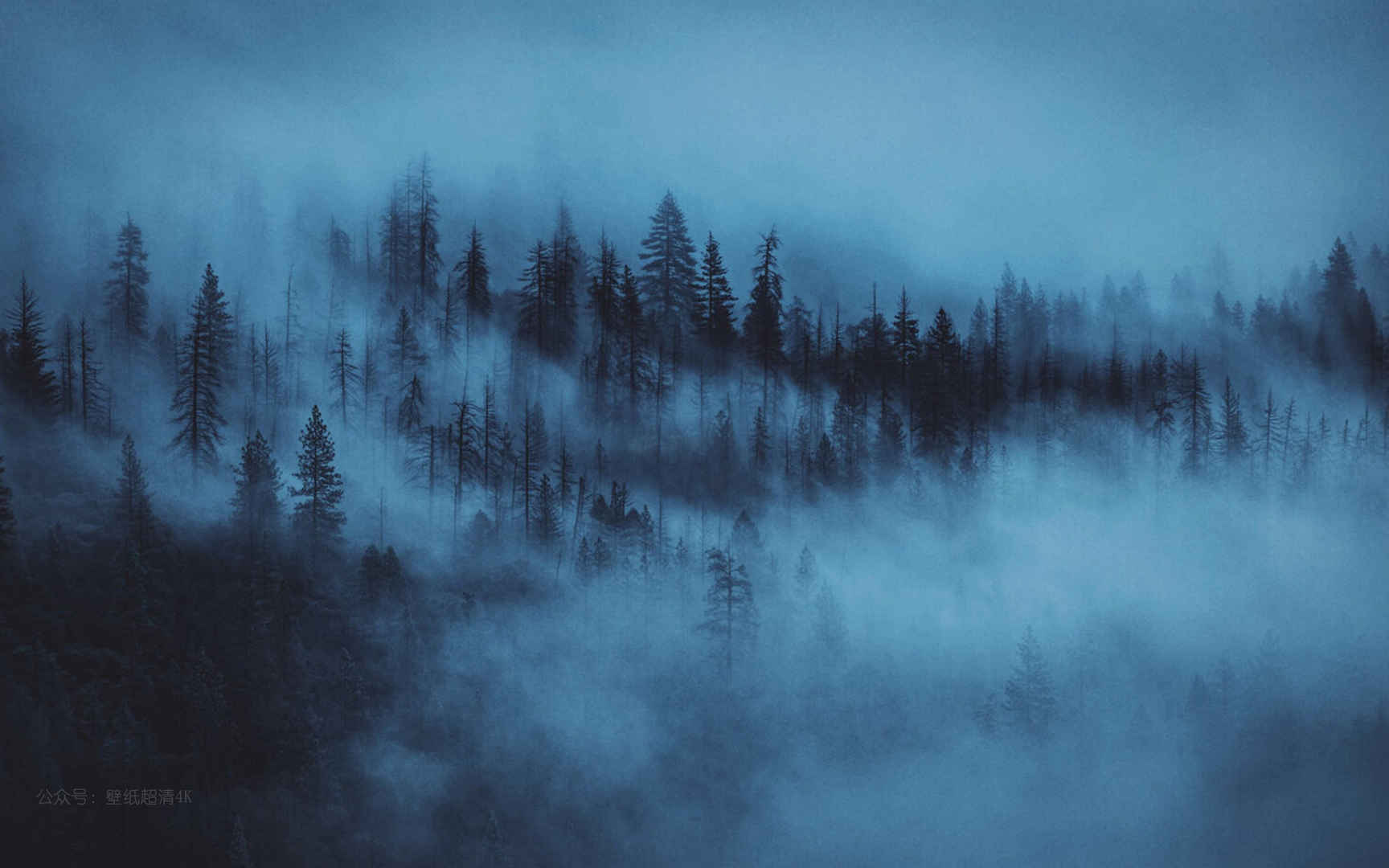 被雾色弥漫的森林电脑壁纸图片