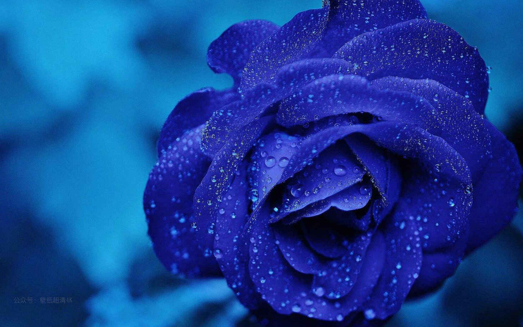 蓝色玫瑰上的露珠唯美电脑壁纸