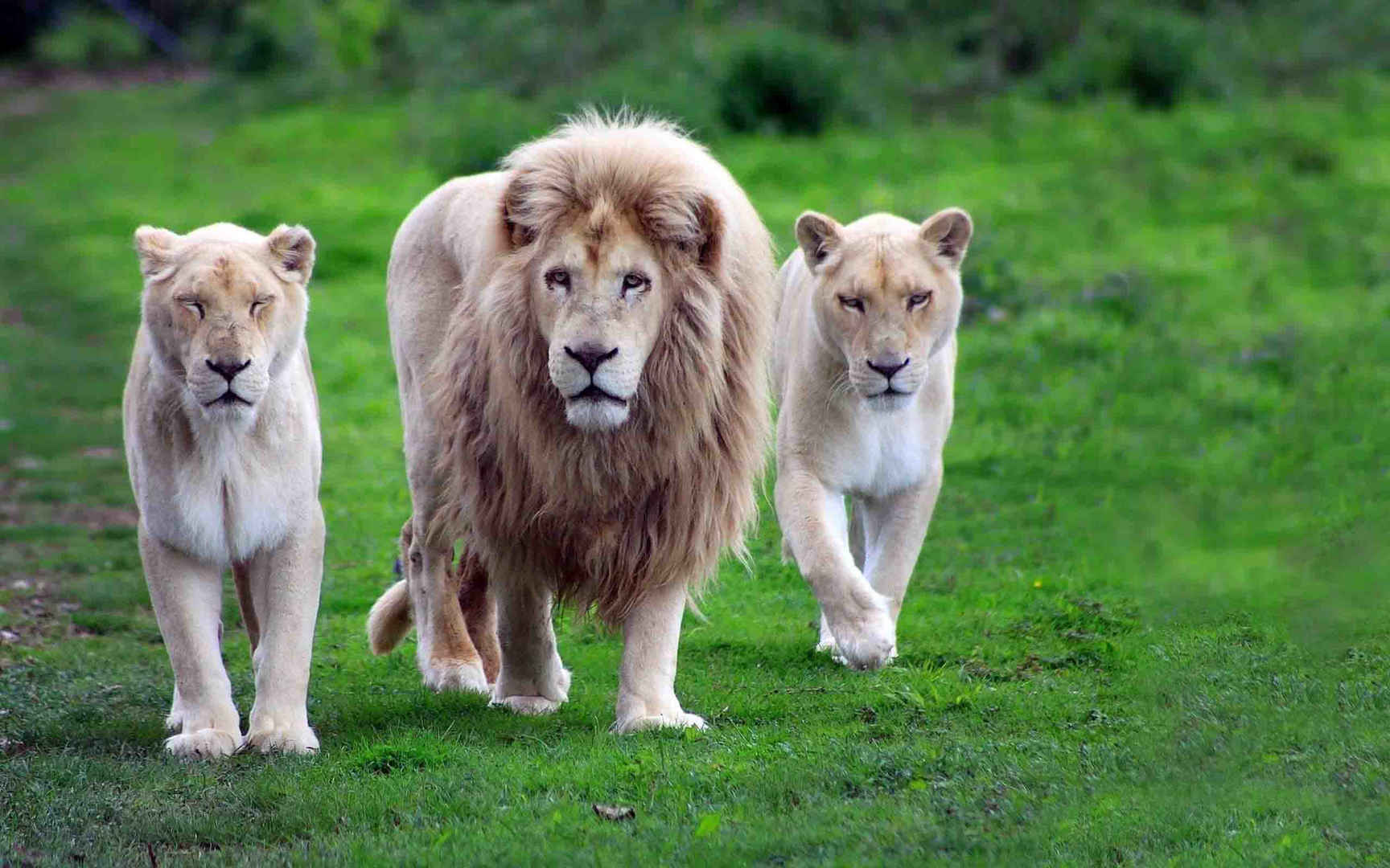 森林里行走的三只狮子高清壁纸图片