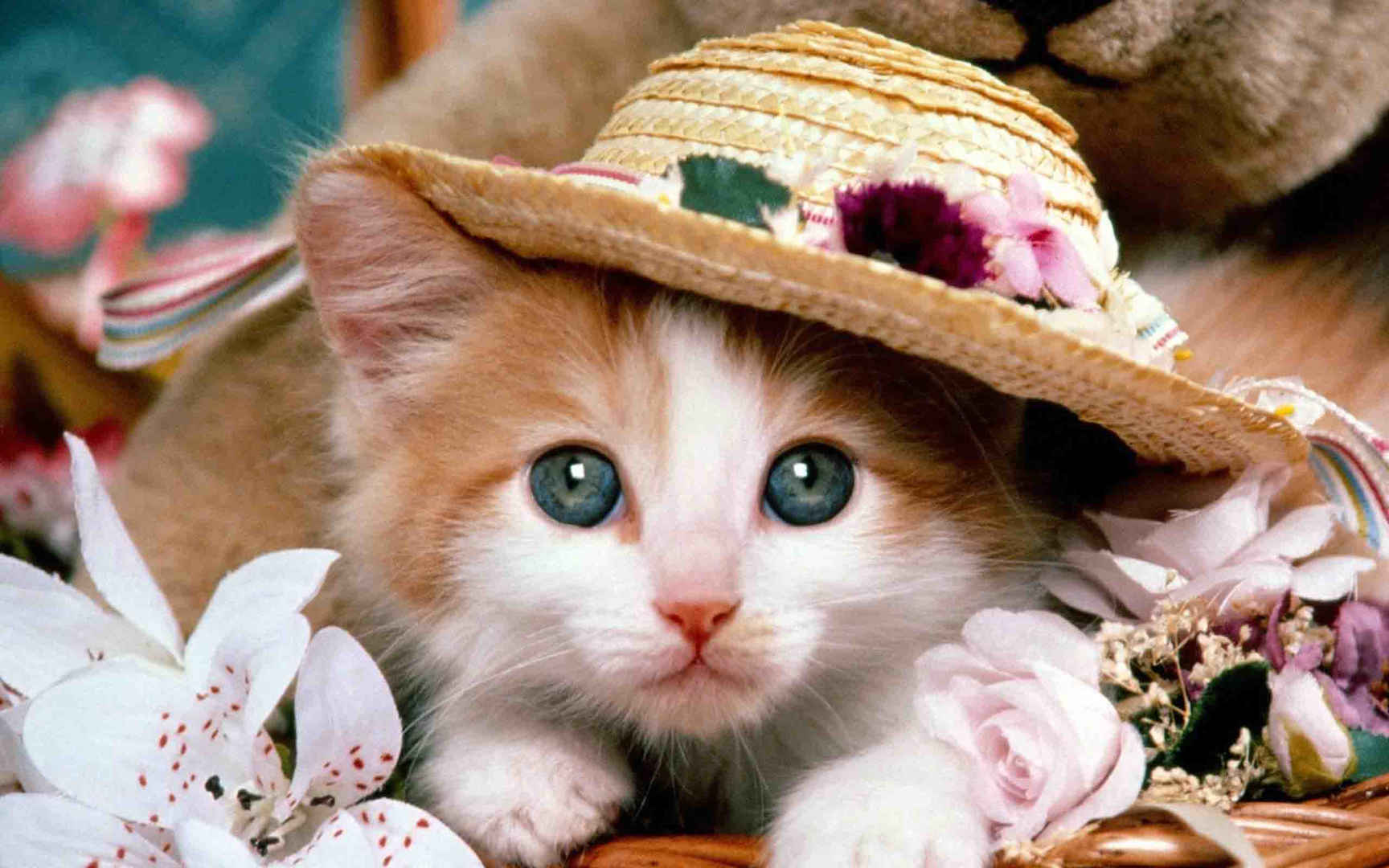 戴帽子的可爱小猫咪高清电脑壁纸图片