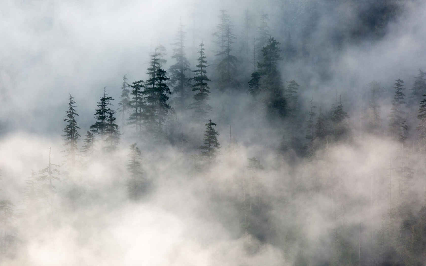 被雾气包围的大片森林电脑壁纸