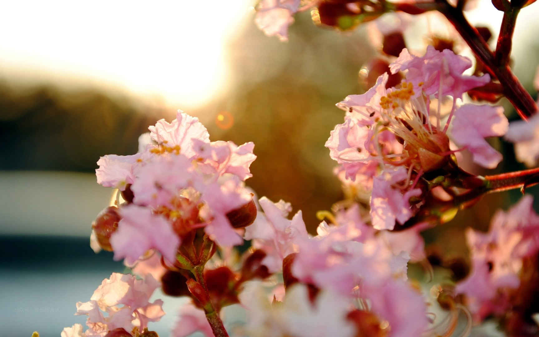 阳光下盛开的樱花花簇高清壁纸图片