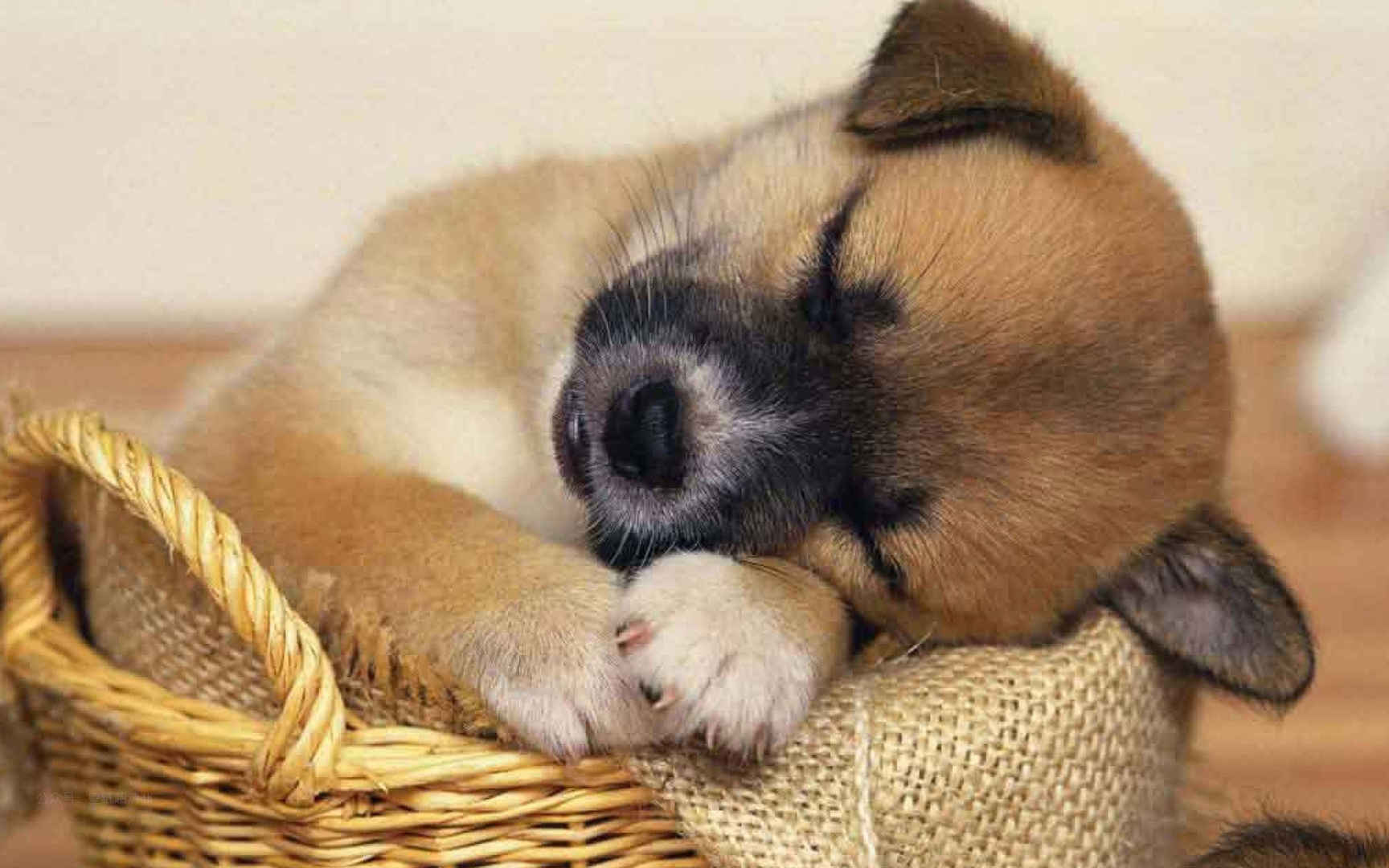 熟睡的可爱小狗高清电脑壁纸图片
