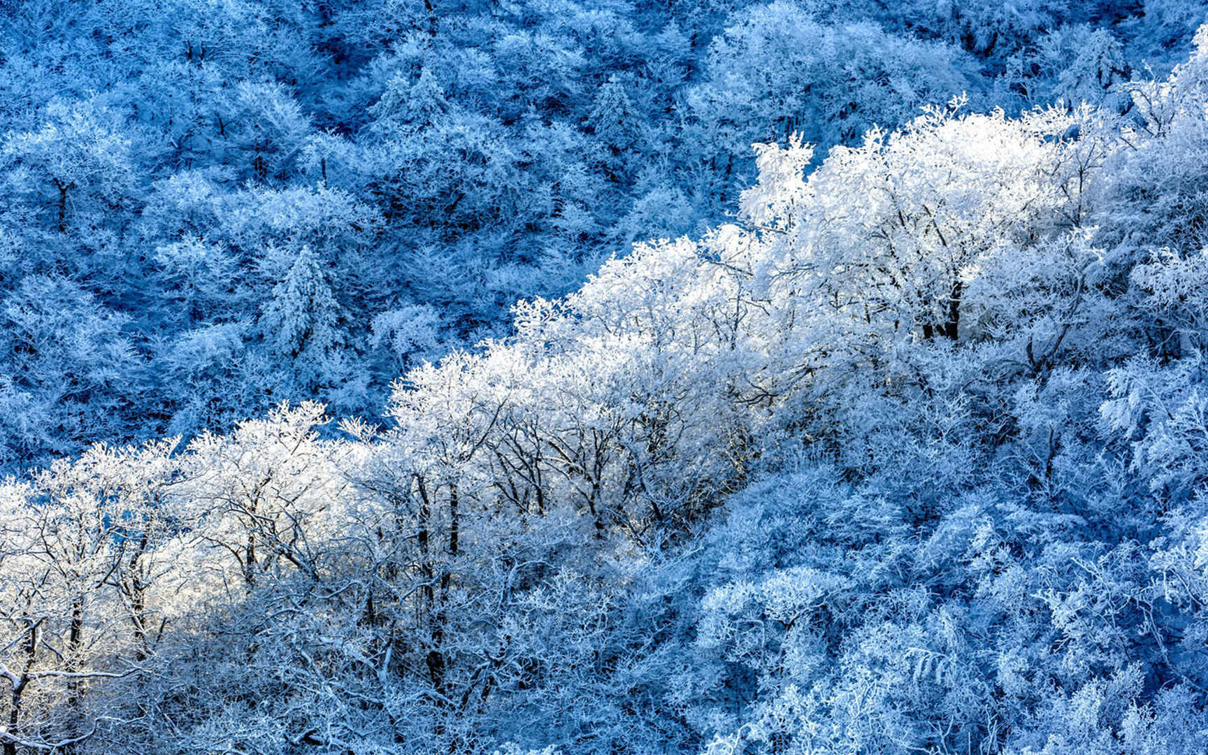 冬季树林挂满冰锥电脑壁纸图片