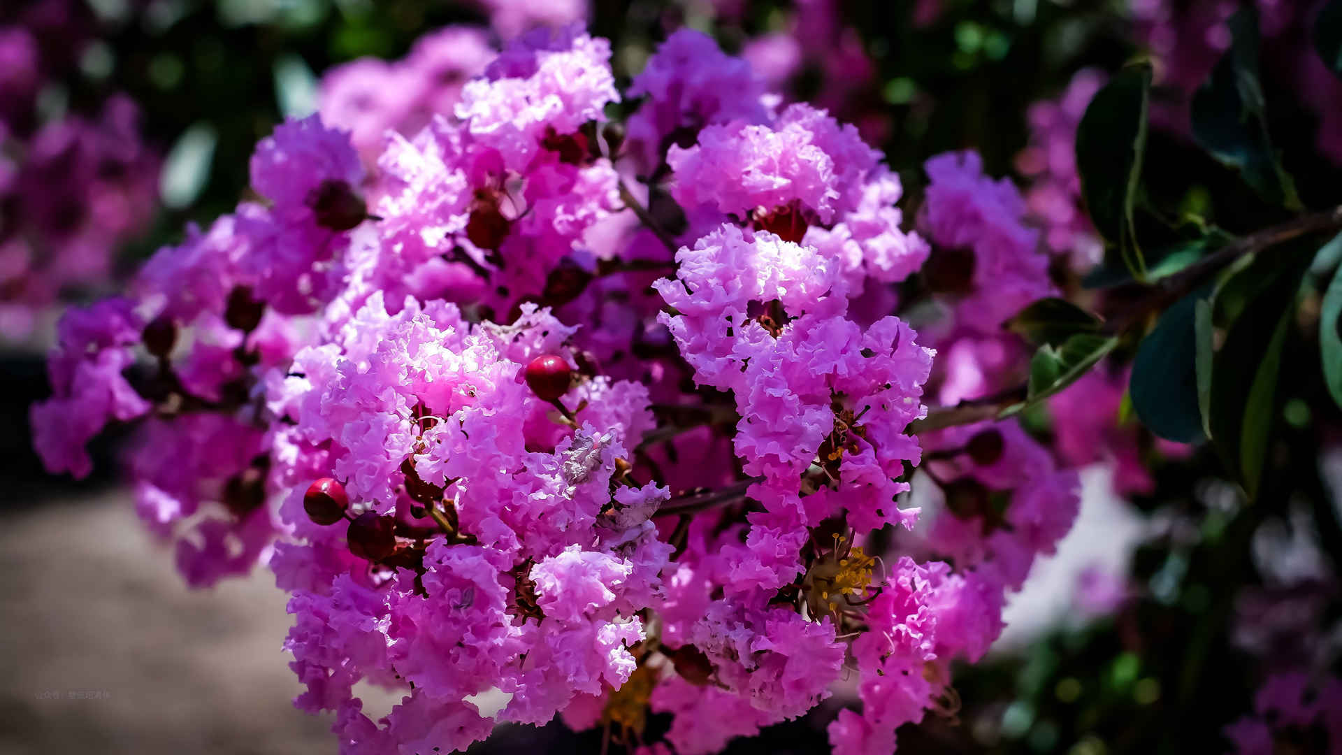 最漂亮的紫薇花图片-