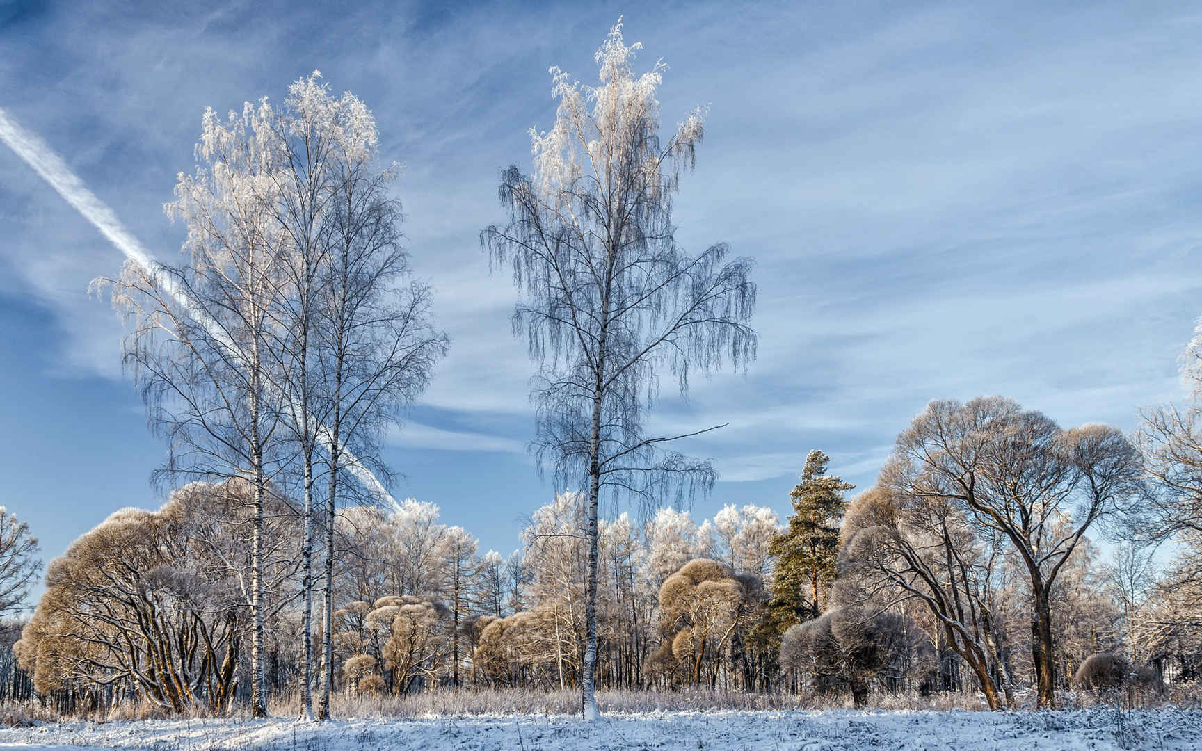 冬天下过雪的路面白色树木壁纸图片