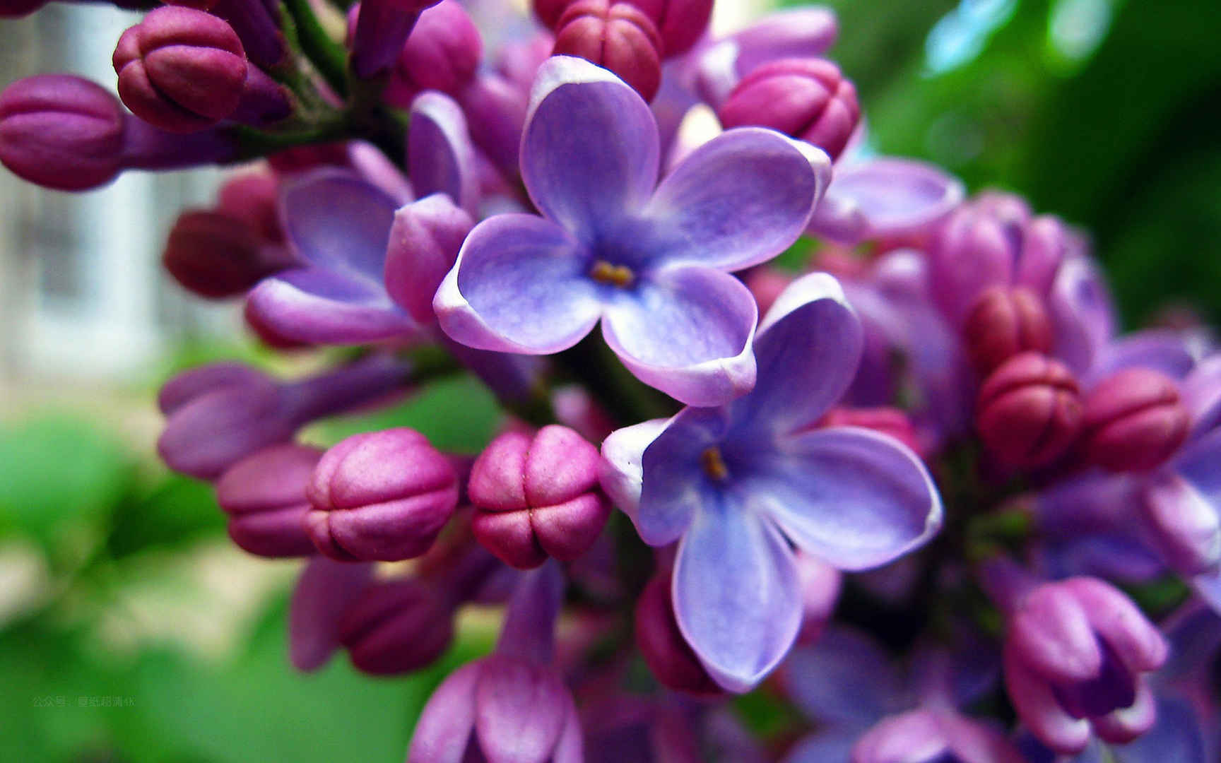 美丽的紫丁香花卉高清电脑壁纸图片