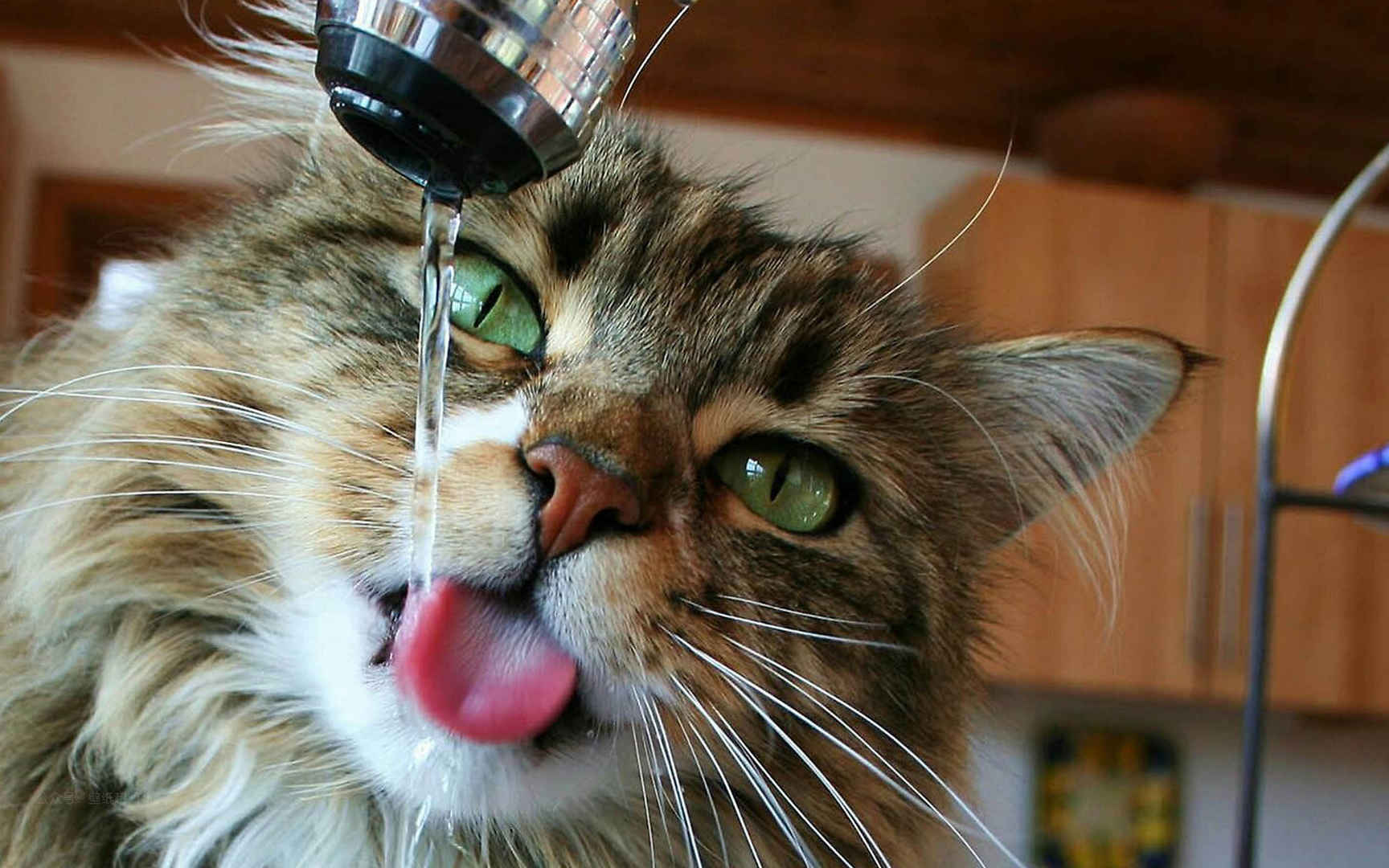 喝水的缅因猫可爱电脑壁纸图片