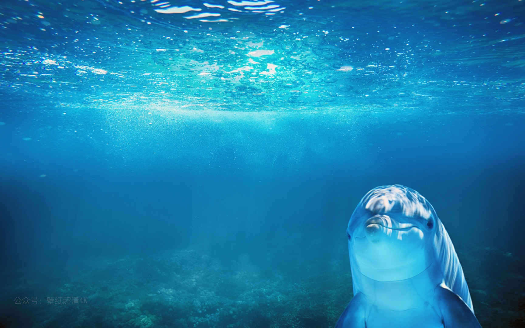 蓝色海洋海豚高清电脑壁纸图片