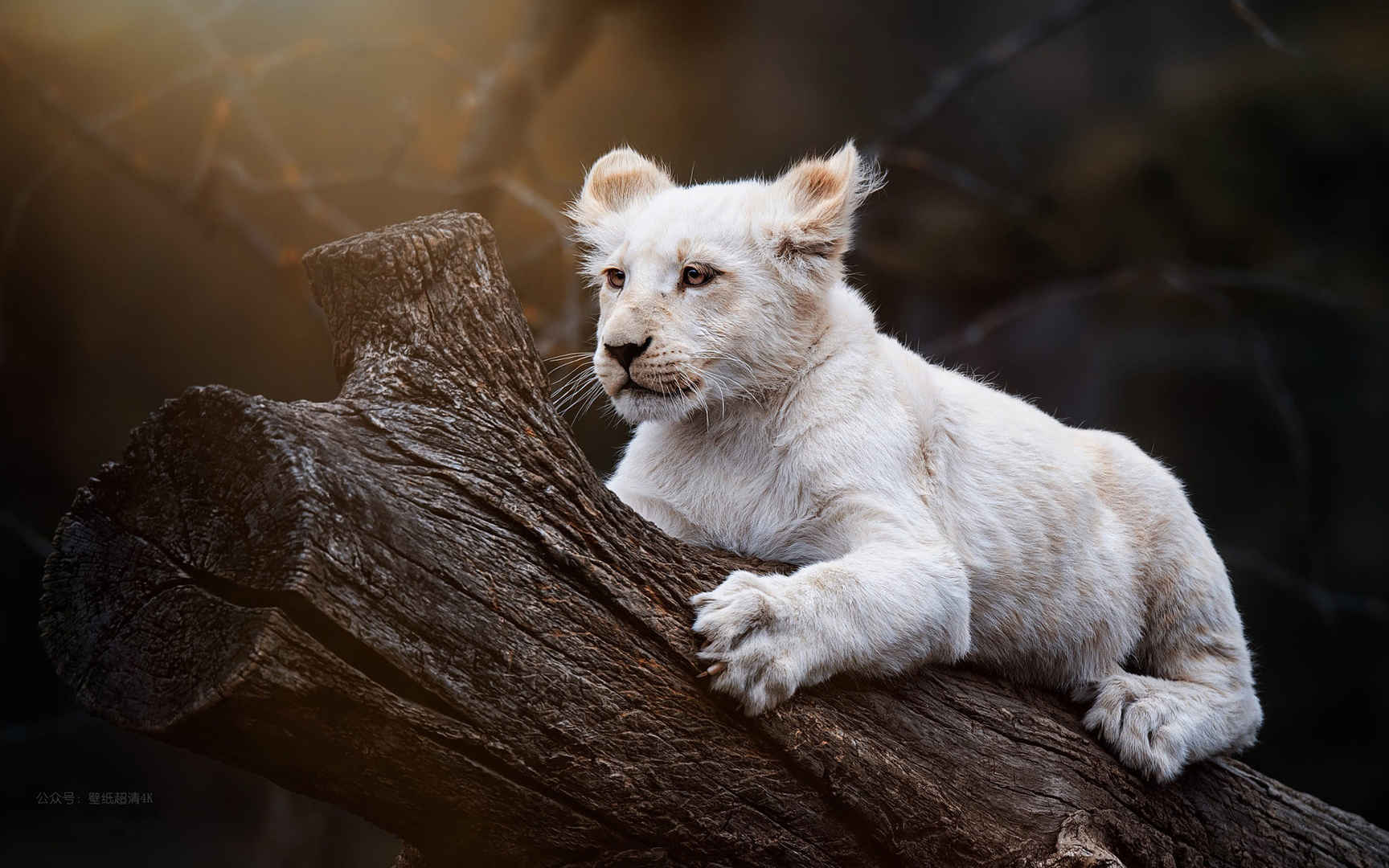 幼兽小动物白色狮子高清电脑壁纸图片