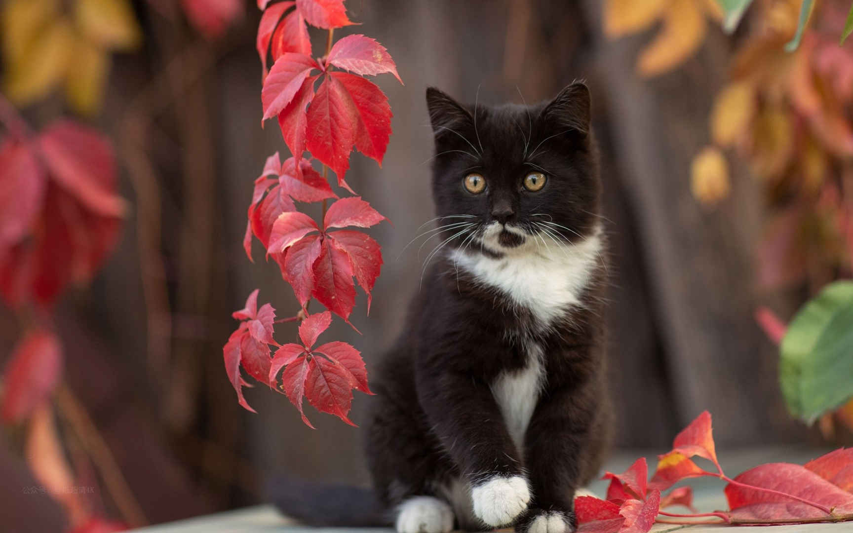 可爱的小动物小黑猫高清壁纸图片