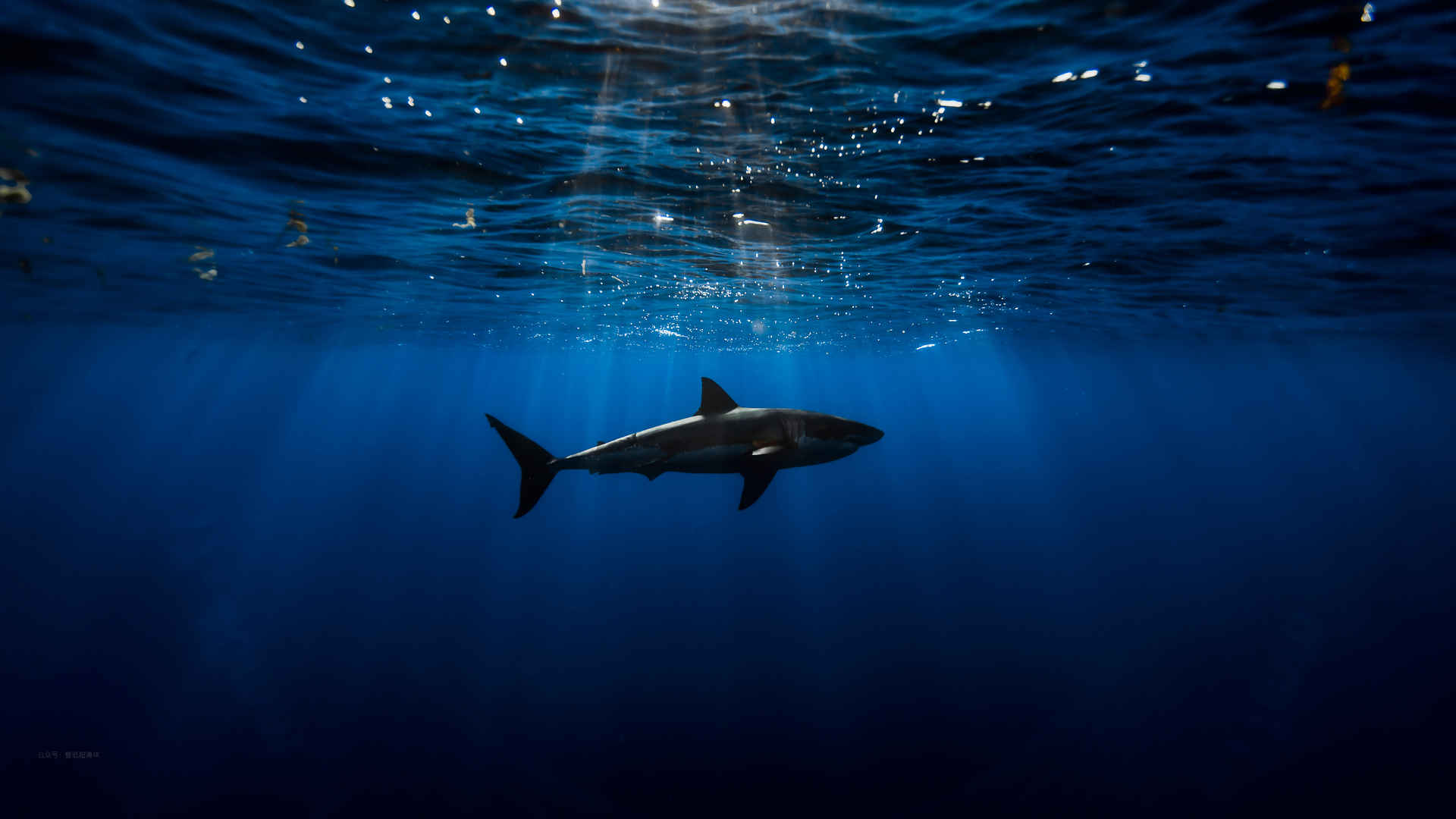 深海鲨鱼壁纸-