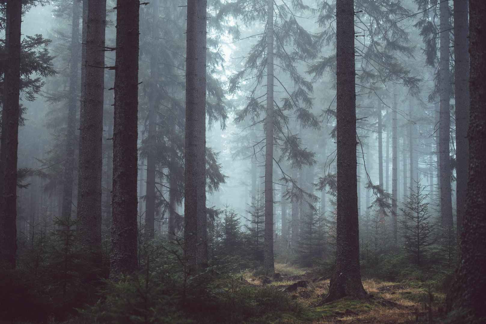 雾气弥漫的树林-