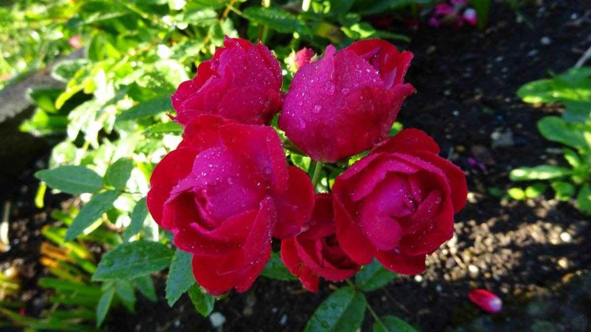 漫山红玫瑰优美图片-