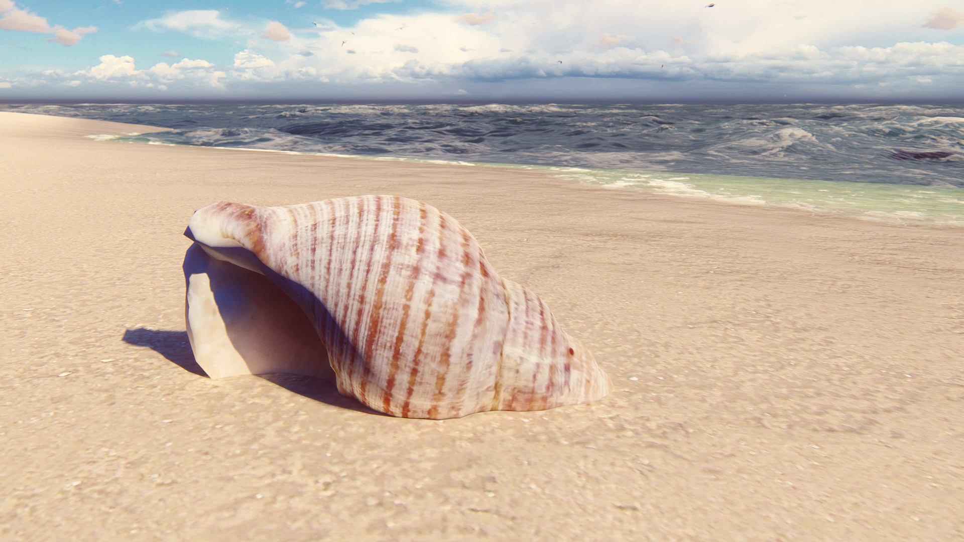 沙滩贝壳海螺精美风景壁纸图片-