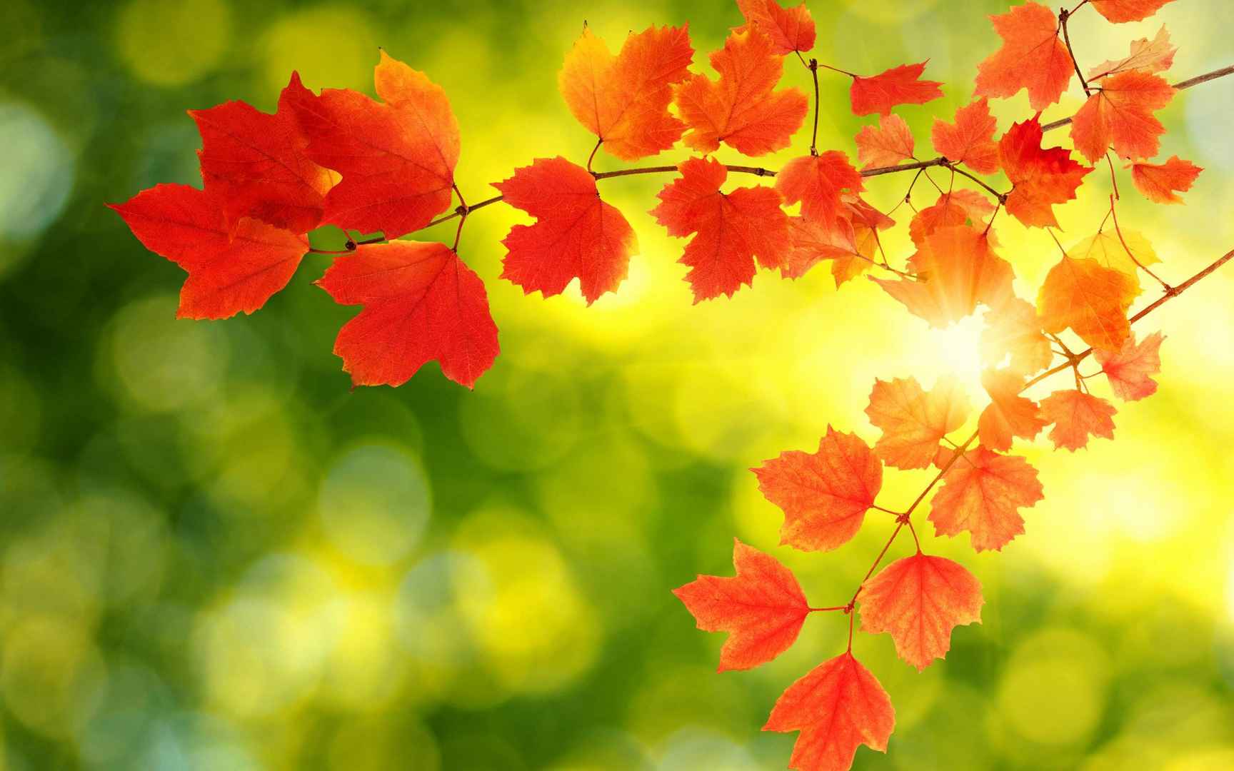 又是一年秋分时，唯美枫叶背景为主的秋分主题桌面壁纸-