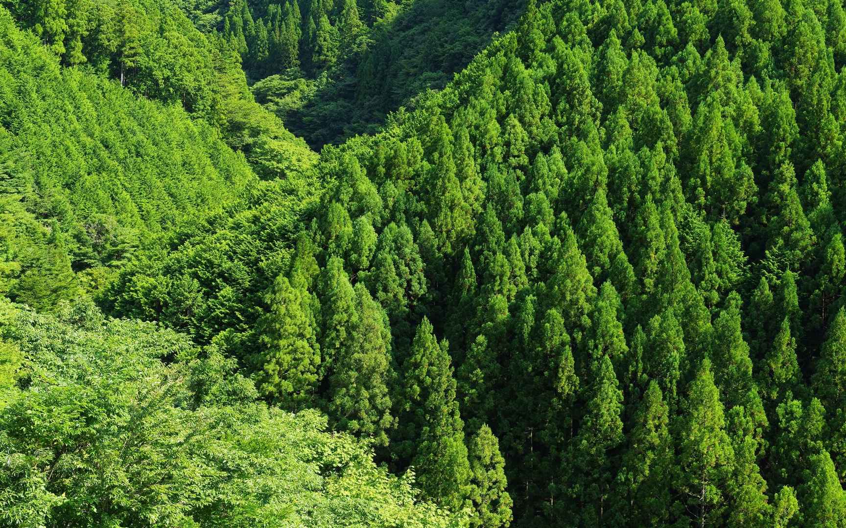 茂密的森林树木壁纸，感受大自然的气息-