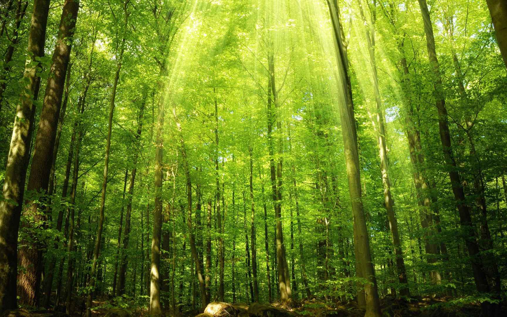 茂密森林里的大树绿色护眼壁纸高清图片-