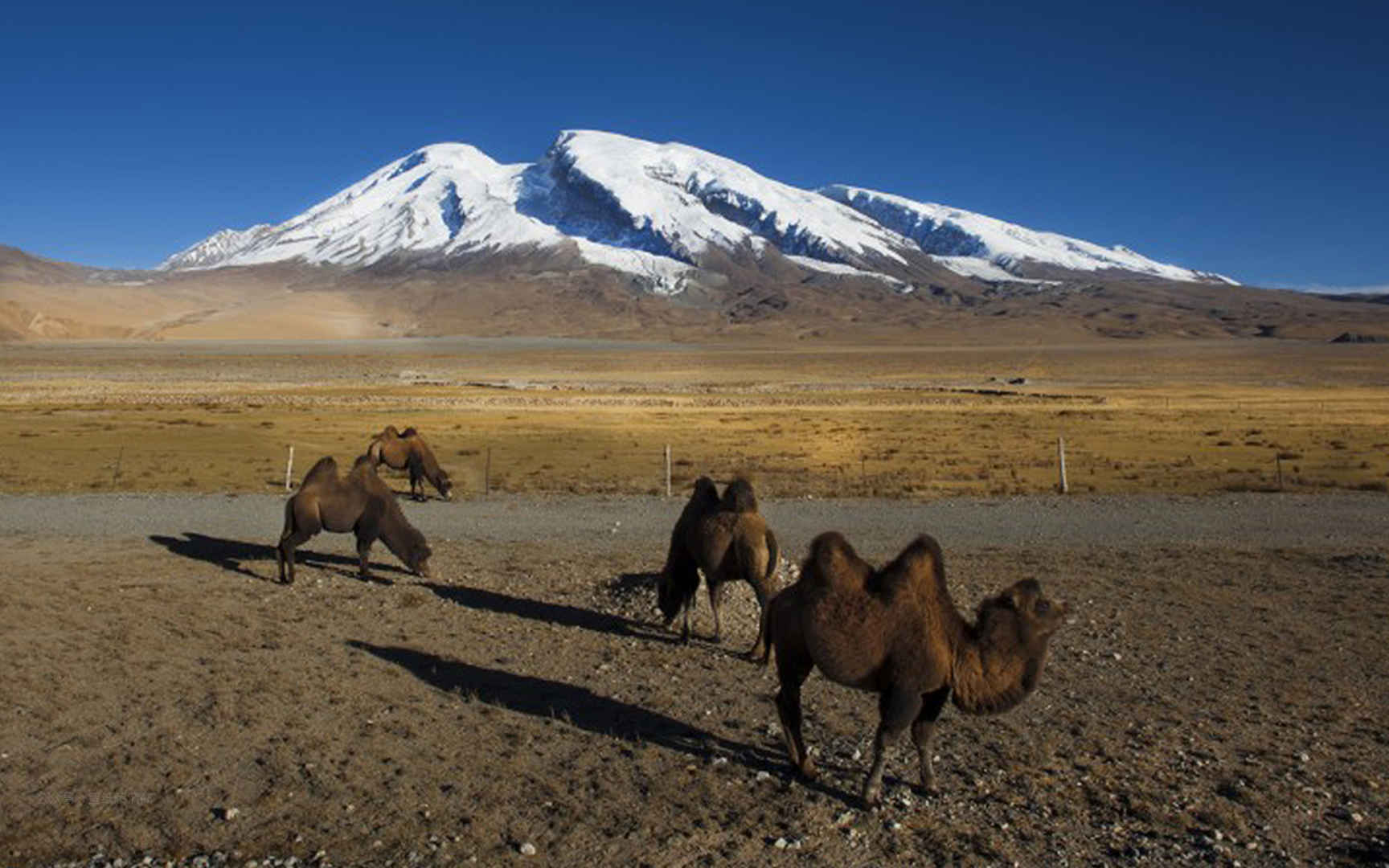 荒漠中行走的骆驼电脑高清壁纸图片-