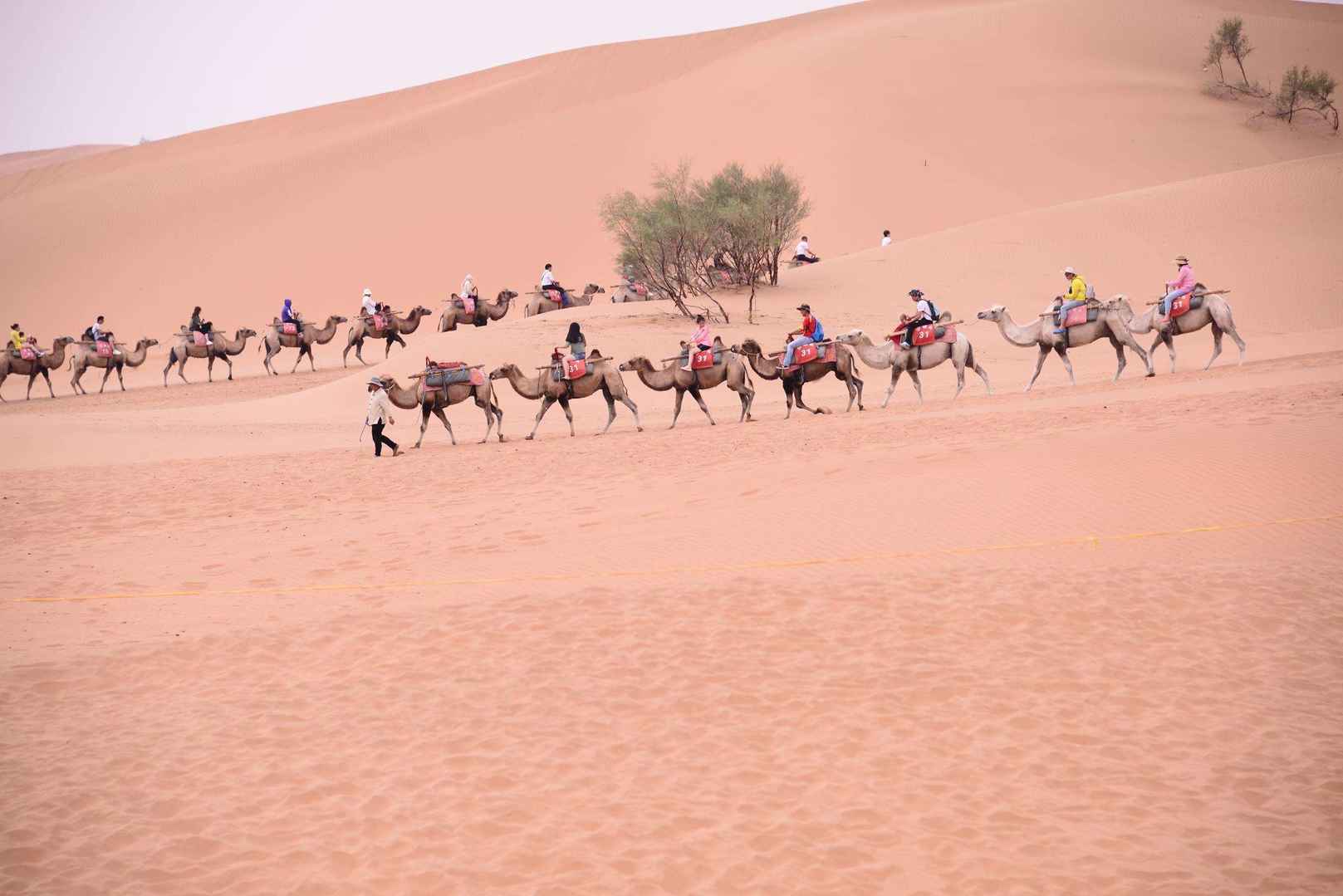 沙漠骆驼，漫天黄沙的沙漠景色壁纸图片-
