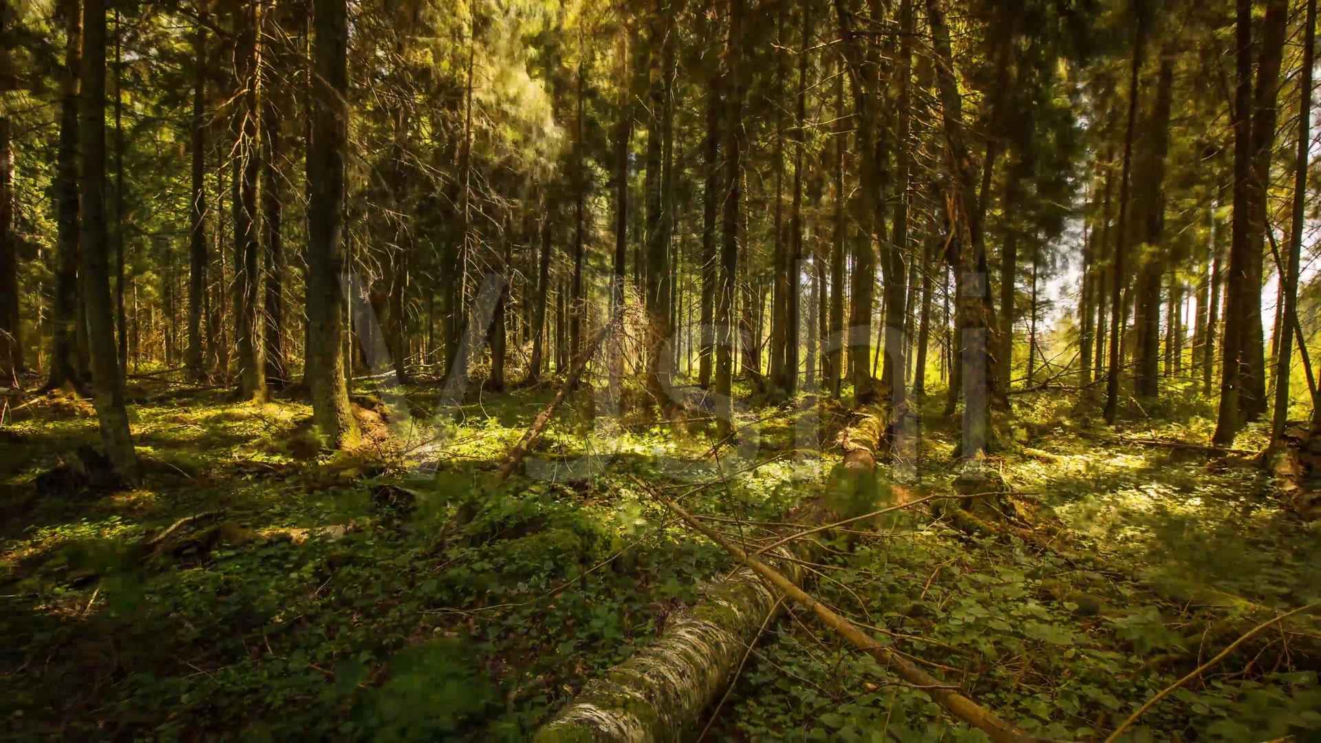 唯美的原始森林，大自然唯美风光护眼电脑壁纸4月12日推荐-