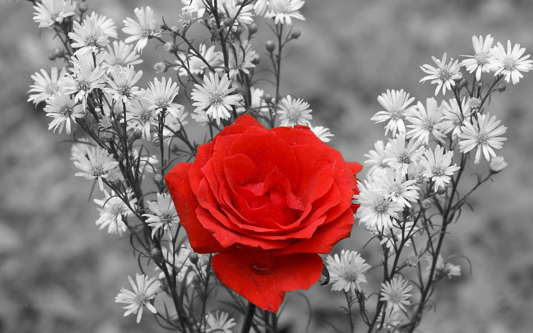 白色雏菊中的红色玫瑰壁纸图片